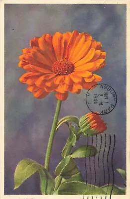 Postcard Marigold Marygold Calendula Officinalis Flower Posted 1944 • $5.99