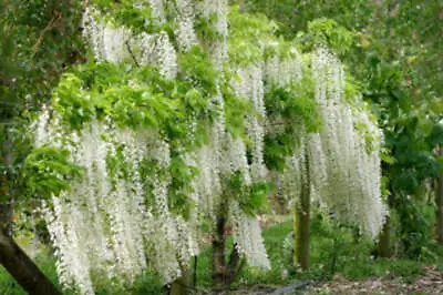 £5.28 • Buy 1-1000 PCS White Chinese Wisteria Tree Seeds Sinensis Alba White Flower 0171