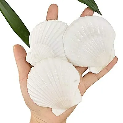 30 Pcs 2.3-3 Inch Natural Scallop Shells White Sea Shells From Sea Beach For DIY • $18.45