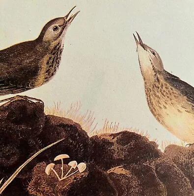 American Pipit Bird 1946 Color Print John James Audubon Nature Mushrooms DWV2H • $15