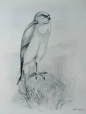 £18.75 • Buy 1908 Antique Bird Print THE MALE HEN HARRIER By Charles Stonham / L.M. Medland