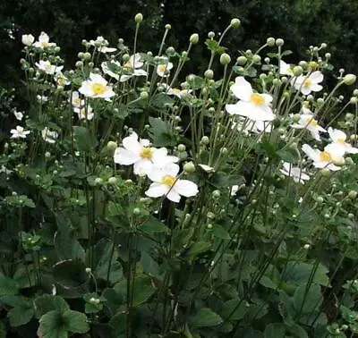 Japanese Anemone × Hybrida 'Honorine Jobert' XXL Supersize Plug Plants Pack X3  • £12.95