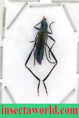 Cerambycidae Cerambycinae Chloridolum (Leontium) Viridis Russia • $5.99