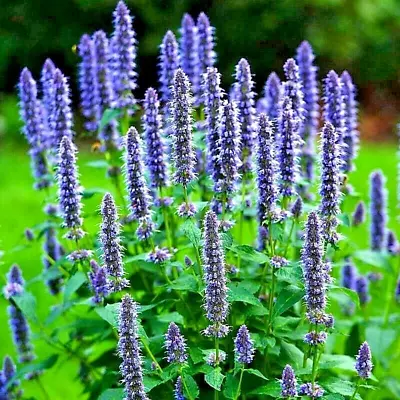 200+ Korean Mint Seeds Spring Perennial Herb Mosquito Insect Repellent Hardy Usa • $2.99