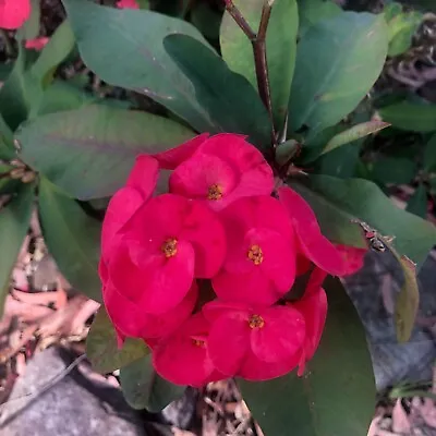 Euphorbia Millii ' 30cm ROOTED PLANT CROWN OF THORNS   Flowers All Year • $19.50