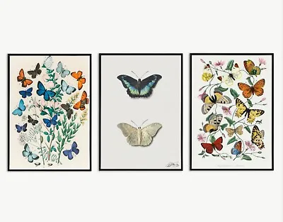 Vintage Butterflies Set Of 3 Art Print Painting Poster Portrait Picture Gift UK • £3.99
