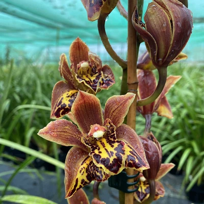 $86.25 • Buy RFO Cymbidium Barbara Navarrete