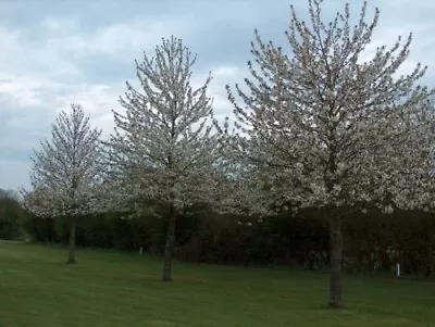 Wild Cherry Native Bare Root Tree Saplings Hedge Whips Hedging Plants - 2 Sizes! • £264.99