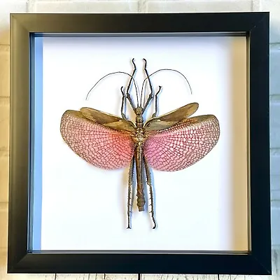 £45 • Buy  Jungle Nymph Stick Insect (Heteropteryx Dilatata) Male Deep Box Frame Display