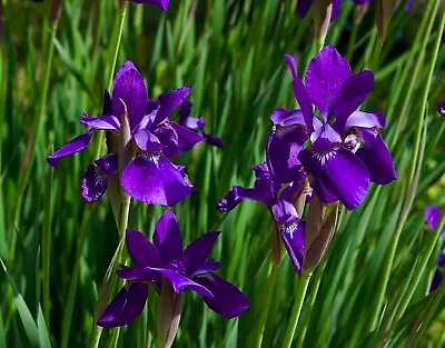 £7.85 • Buy Purple Iris   Iris Sibirica   25 Seeds  