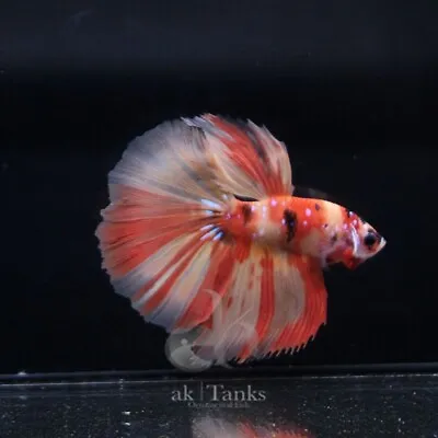 Live Betta Fish Male Inferno Nemo Halfmoon Tail. • $30