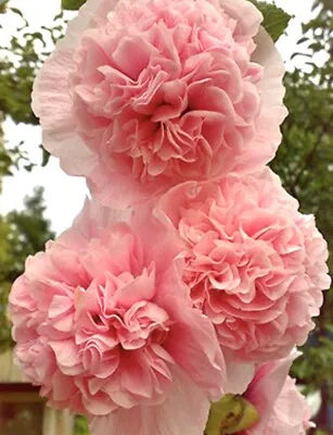 35 X Mallow Pink - Hollyhock Alcaea Double Seeds • £1.80
