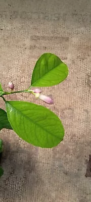 Meyer Lemon Tree In 1 Gallon Pot Flowering Now • $55