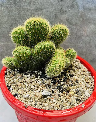 Cactus Cleistocactus Samaipatanus V Crest • $60