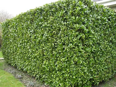 50 / 50 OFFER 50 X 2 Ft / 3 Ft-LARGE  LAUREL HEDGING IN 2/3 Lt Pot-SEE DETAILS • £370