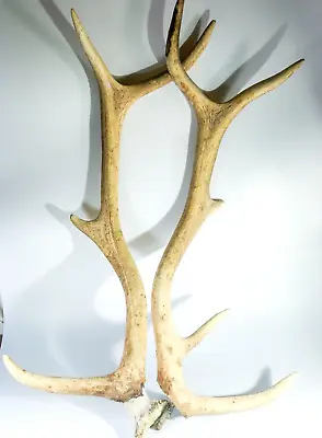 Pair Of Nine Point Vintage Deer Antlers 1940's • $159.84