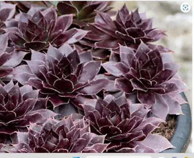 Sempervivum Supersemp Onyx Alpine Plant Perennial 1 X 13 Cm Pot • £7.99