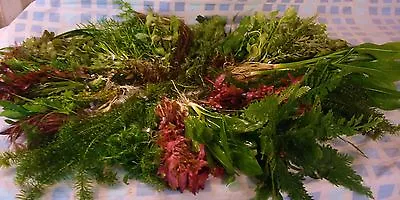 £20.35 • Buy 50 Fish Tank Plants Live Aquarium Aquatic Tropical Plant Bunches Weighted Bunch