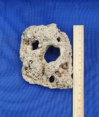 Unique Dried Sea Coral Base Rock With Tunnels Natural 8.5x6.5x4inch  • $44.88