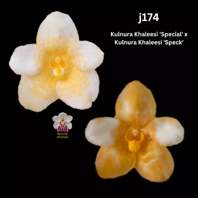 Sarcochilus Orchid Seedling. J174 (Kulnura Khaleesi 'Special' X Kulnura Khaleesi • $14.50