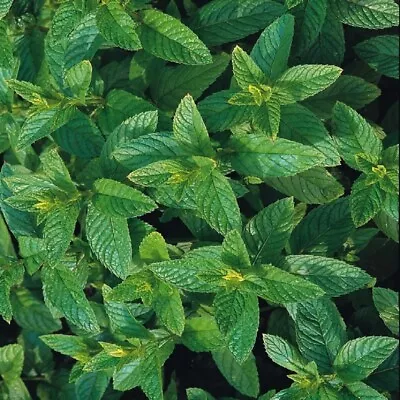 Herb - Mint Green Perennial (Mentha) - Kings Seeds Pictorial Pack - 1000 Seeds • £1.85