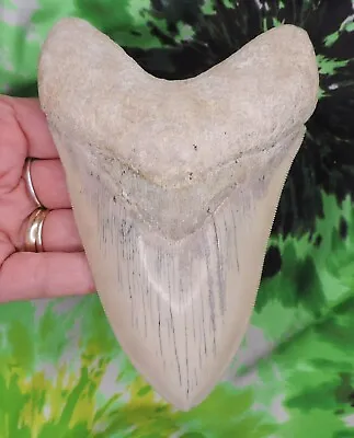 Megalodon Sharks Tooth 5 3/4  Inch Rare Carribean Fosiil Sharks Teeth  • $3200