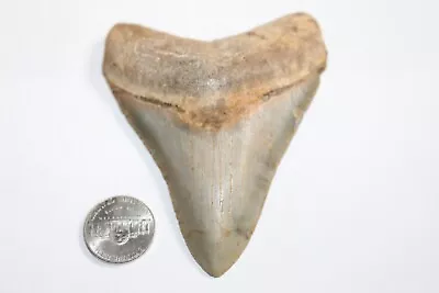 MEGALODON Shark Tooth Fossil No Repair Natural 3.77  HUGE COMMERCIAL GRADE • $37