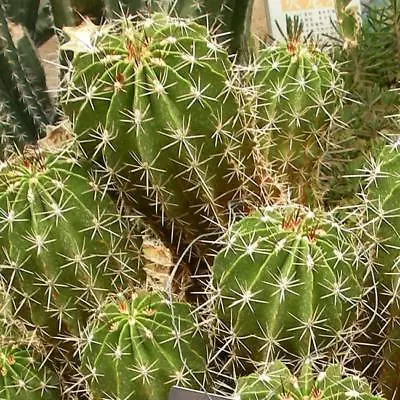  Ferocactus Robustus - 15 / 50 / 100 Seeds - Mexico Clump Barrel Cactus • £1.25