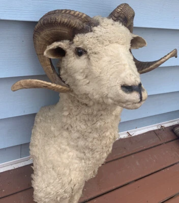 $549 • Buy Dall Sheep Head Shoulder Mount Horn Taxidermy Ram Log Cabin Decor Stone Bighorn