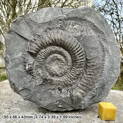 Dactylioceras Commune Fossil Ammonite  Jurassic Yorkshire UK Authentic • $29.84