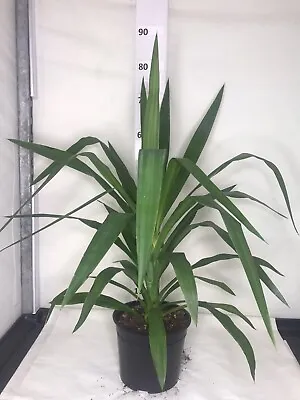 YUCCA ELEPHANTIPES - Potted Houseplant - 70-80cm High (Inc Pot) • £24.50