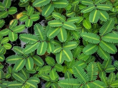 Live Water Mimosa Aquatic Tropical Marginal/Surface Pond Plant- Buy 2 Get 1 Free • $14.95