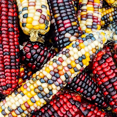 Firecracker Popcorn Ornamental Corn Seeds | F1 Rainbow Indian 2024 Fast Shipping • $3.95