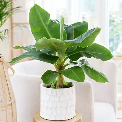 Musa Dwarf Cavendish Exotic Indoor Banana Tree Plant Fruit-Bearing Easy To Grow • £34.99