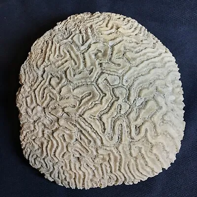 $85 • Buy CORAL - SUPER SIZED BRAIN CORAL FOSSILIZED   7 Pounds   Natural   Gorgeous