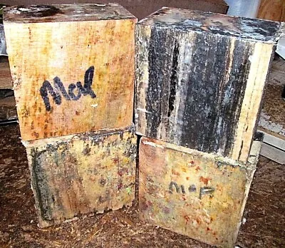 Four (4) Spalted Maple Bowl Blanks Lathe Turning Blocks Wood 5  X 5  X 3  • $44.95