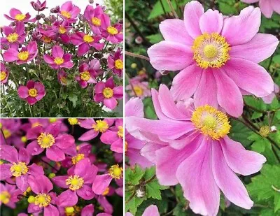 Japanese Anemone  Red Riding Hood  | 50+ Seeds | Perennial | Same Day Dispatch • £3.99