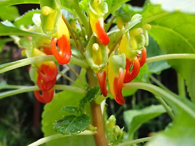 Congo Cockatoo-Impatiens Niamniamensis-Parrot Touch Me Not One Potted Specimen • £235.50