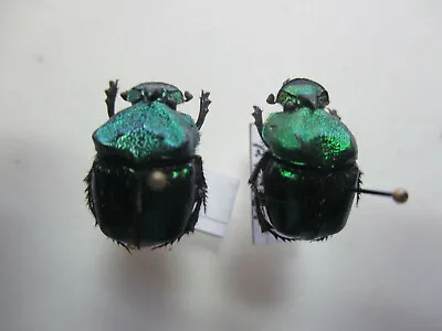 Entomology Scarabaeidae Phanaeus Vindex Couple USA - Arizona • $10.80