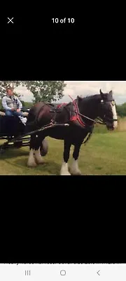 Shire/Heavy Horse  Collar And Harness  • £100