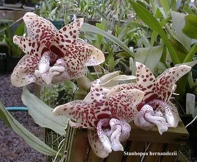 Species Orchid - Stanhopea Hernandezii • $39