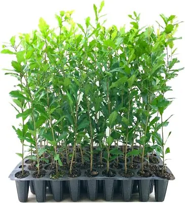 Southern Live Oak Tree | Live Plants | Quercus Virginiana | Hardy Evergreen Tree • $32.98