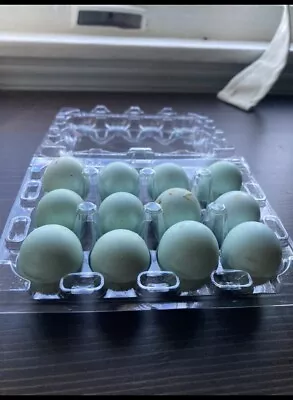 6  Celadon  (Blue-Egger) Coturnix Quail Hatching Eggs • $15