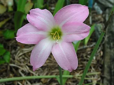 Rain Lily Habranthus Floryi Green Base 6 Bulbs NEW RARE Zephyranthes • $18