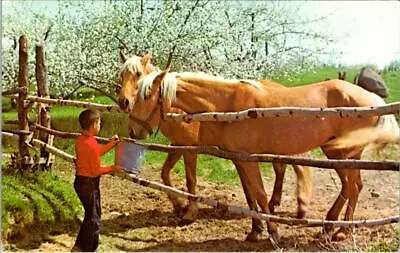 OH Ohio  NEW LONDON Greetings  HORSES~YOUNG BOY  Huron County  VINTAGE Postcard • £6.51