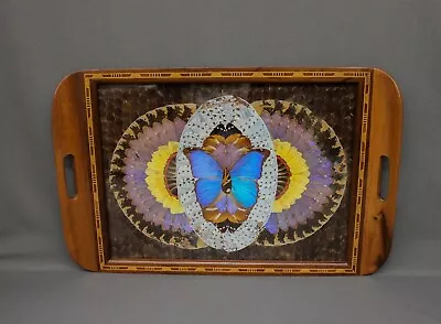 20.5  Inlaid Mahogany Morpho Blue Butterfly Wing Glass Top Serving Tray • $35