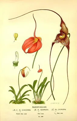 Vintage Floral Reproduction Print - Size 7  X 5  - Masdevallias - 025 • $3.73