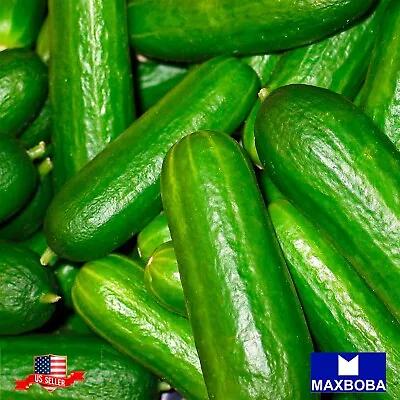 Cucumber Seeds - Tendergreen Burpless Non-GMO / Heirloom / Vegetable Garden • $1.79