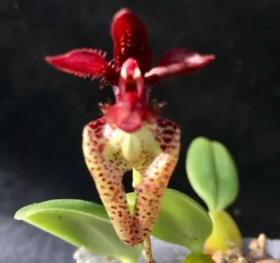 Bulbophyllum Lasiochilum Orchid Miniature Species Blooming Size #3 • $20.80