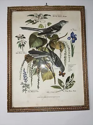 Vintage Arthur Singer Bird Print  #4 Bird Mockingbird Flower Nature Framed • $25
